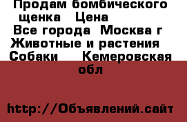 Продам бомбического щенка › Цена ­ 30 000 - Все города, Москва г. Животные и растения » Собаки   . Кемеровская обл.